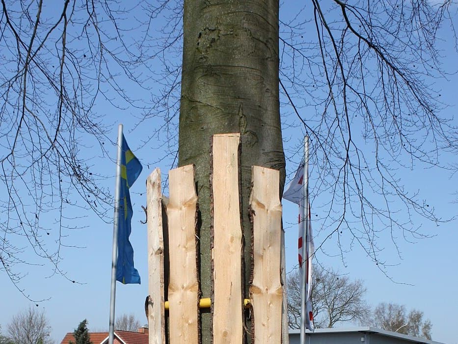 A tree trunk boxed in vertical timber battens and wired in place to shield it during building work