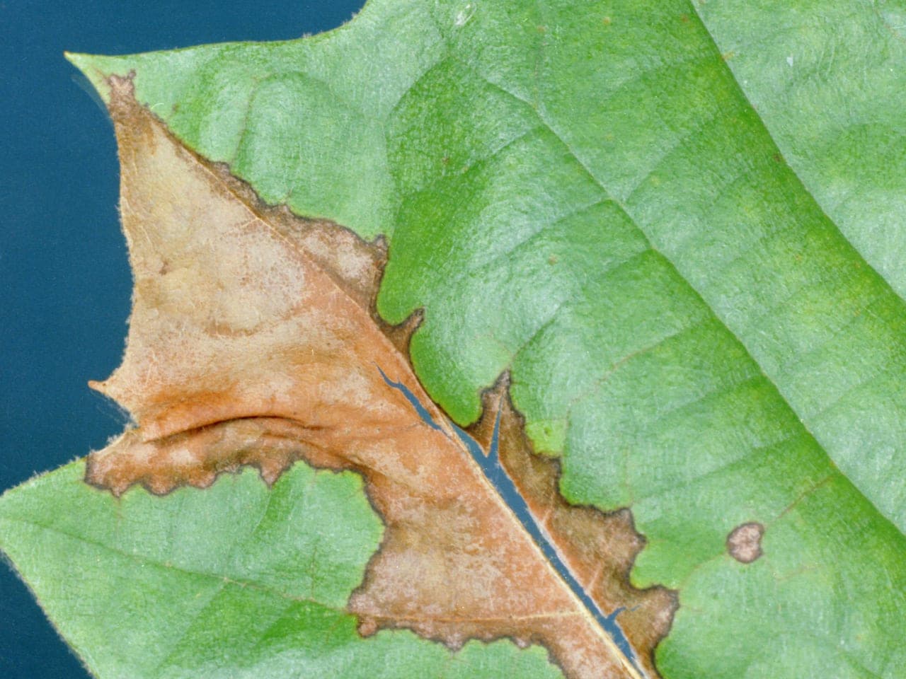 A sycamore leaf with irregular brown blotches spreading outward along its veins