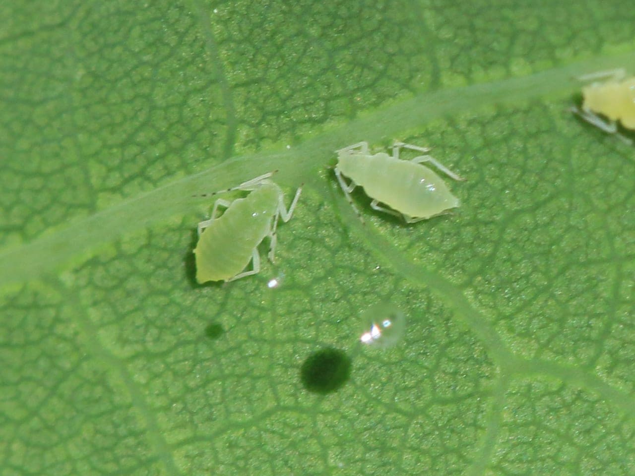 Two pale green aphids on an oak leaf beside a clear droplet of honeydew