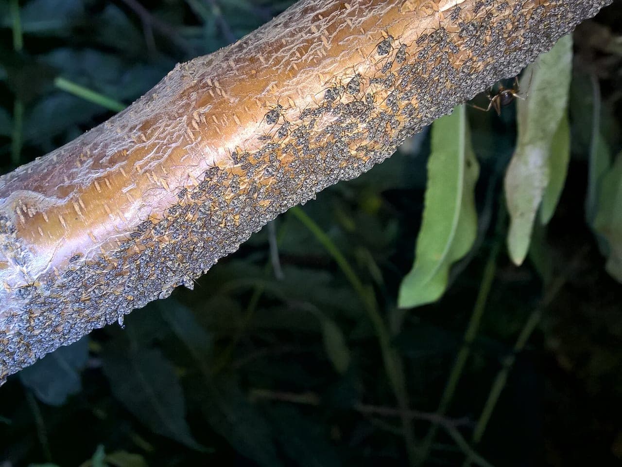 A tree branch densely packed with hundreds of aphids, with an ant walking among them