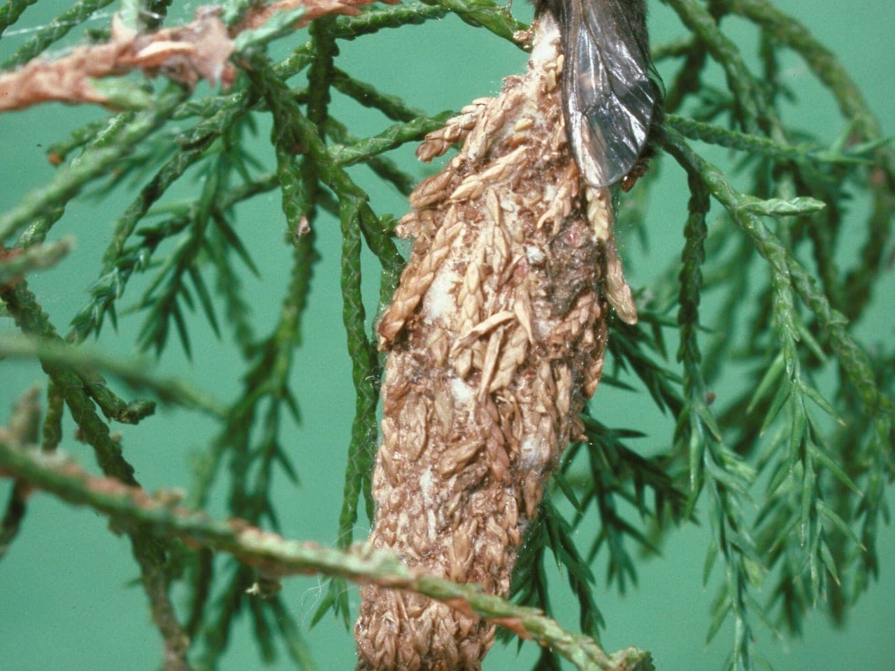 A spindle-shaped bagworm case built from evergreen foliage hanging from a juniper twig