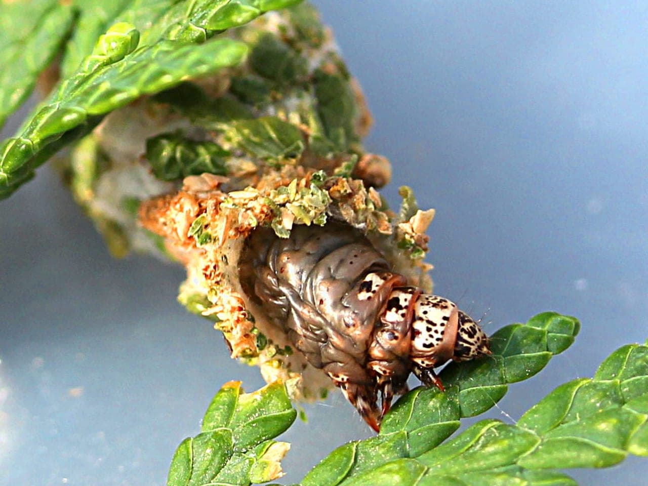 A bagworm caterpillar leaning out of its silk case, showing a pale spotted head and thorax