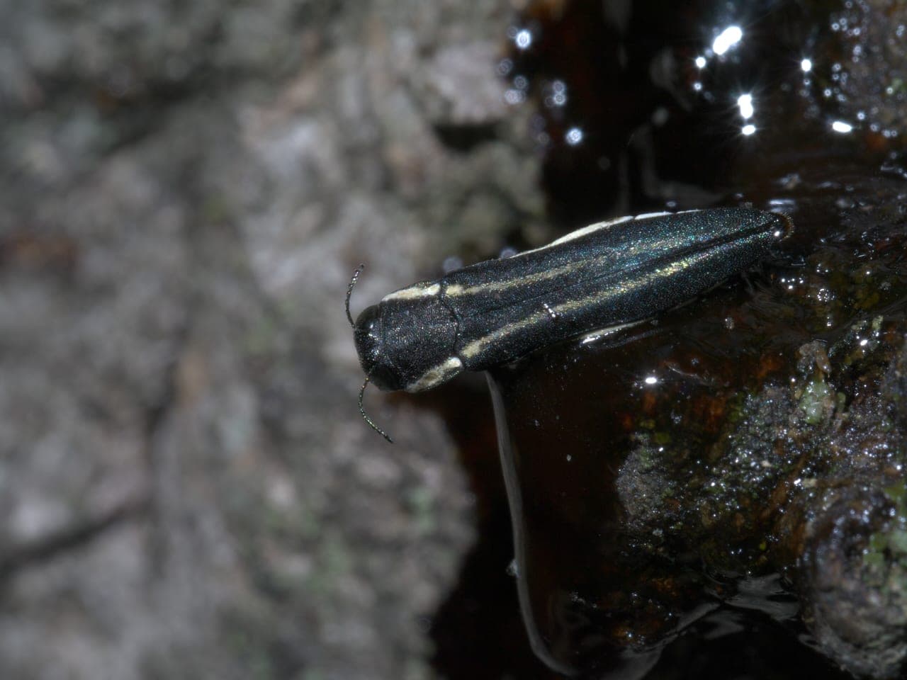 A slender dark metallic beetle with two faint pale stripes on its wing covers
