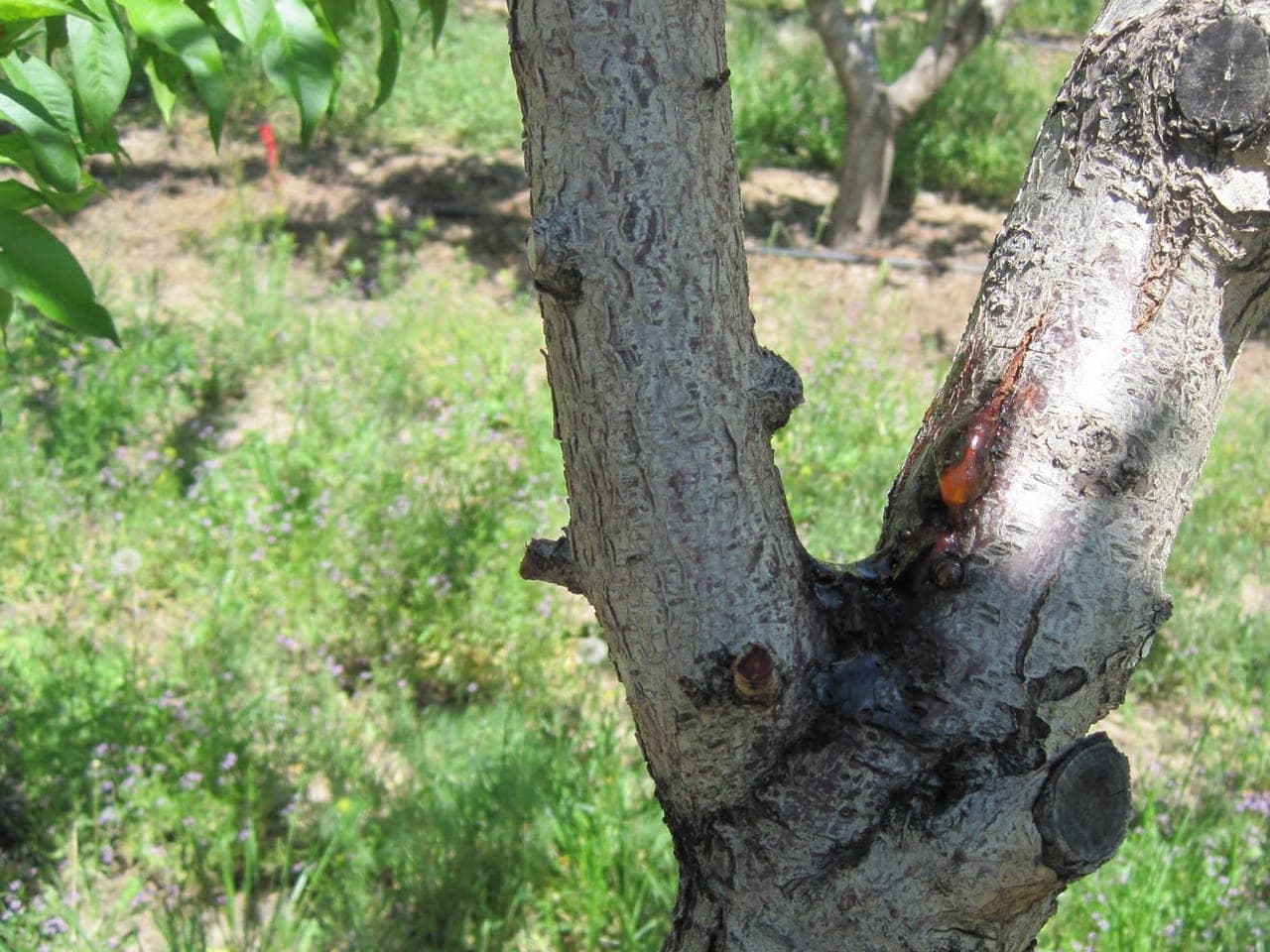 A branch crotch with a sunken canker oozing amber gum over discoloured bark