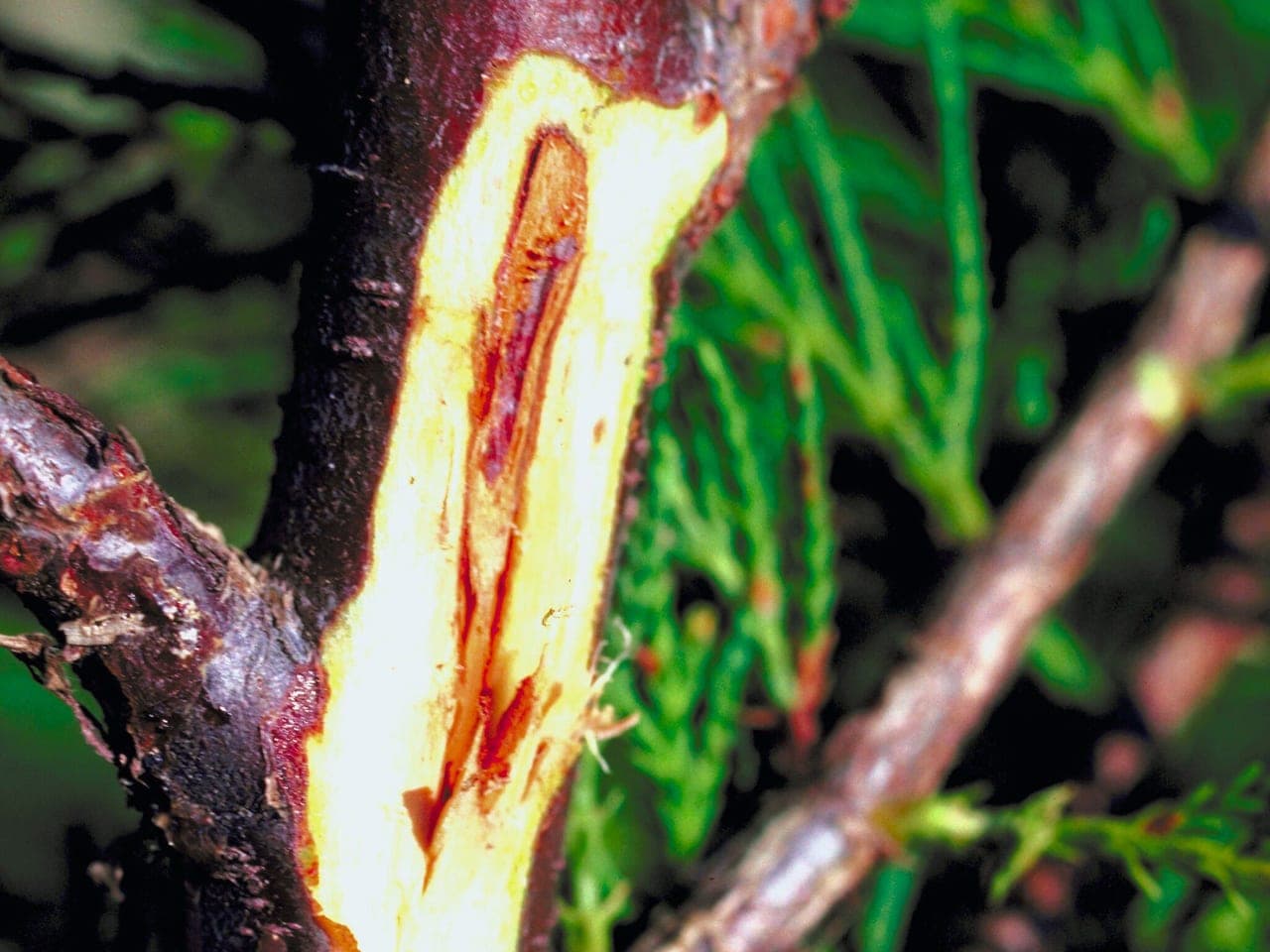 A conifer trunk with a large dead resin-streaked canker running along its length