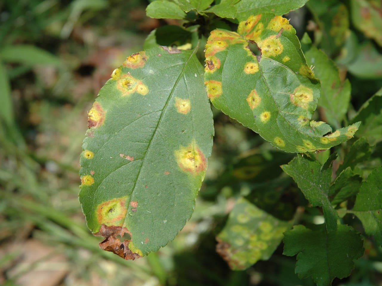 A crab apple leaf covered in bright yellow-orange spots