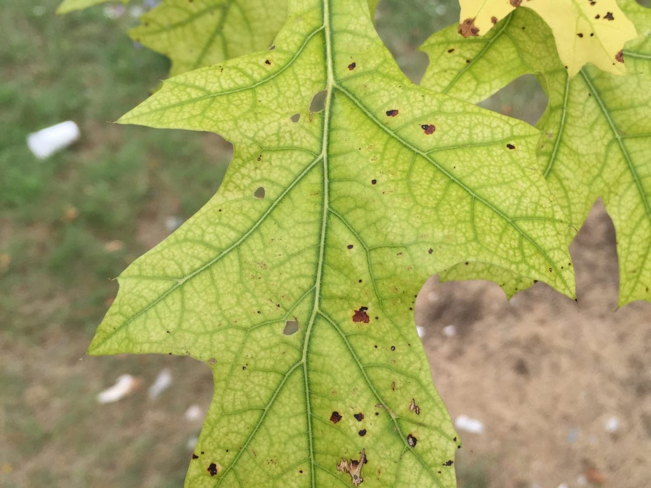 A second pin oak leaf, pale yellow between the veins with small brown dead patches appearing