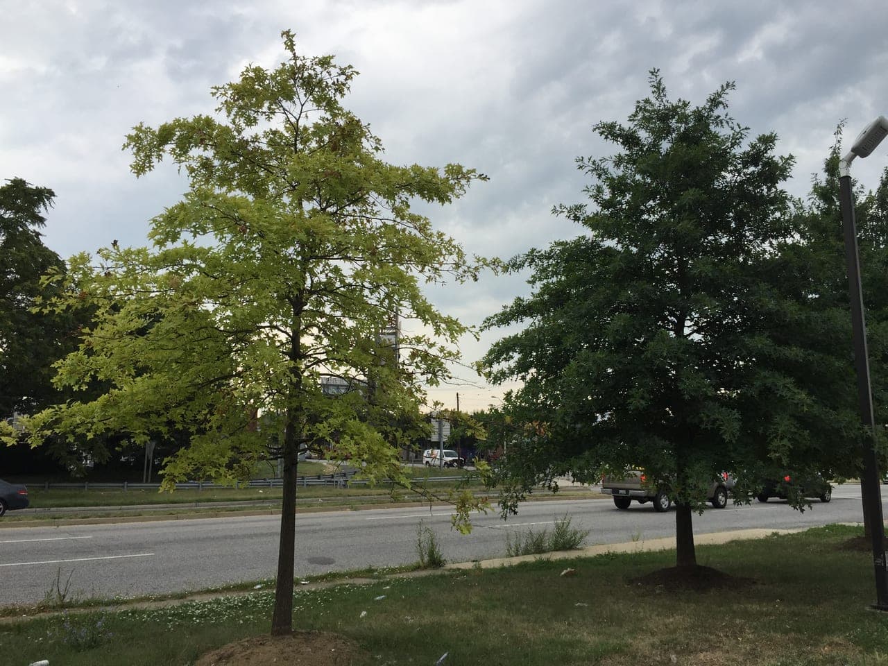 A pale yellow chlorotic pin oak growing directly beside a healthy dark green pin oak of the same size