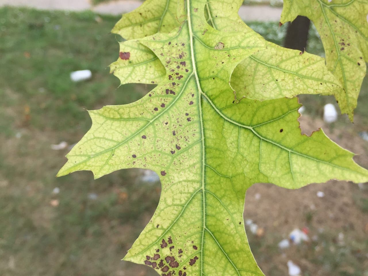 A pin oak leaf turned pale yellow between its veins while the vein network stays green