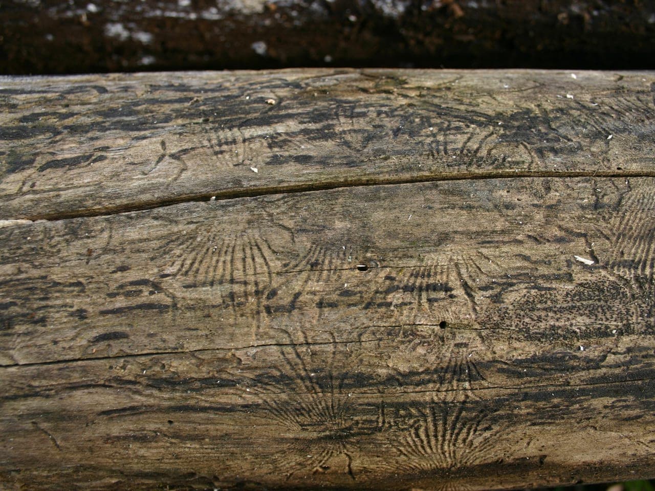 Fine winding beetle tunnels radiating from a central channel on the inner face of elm bark