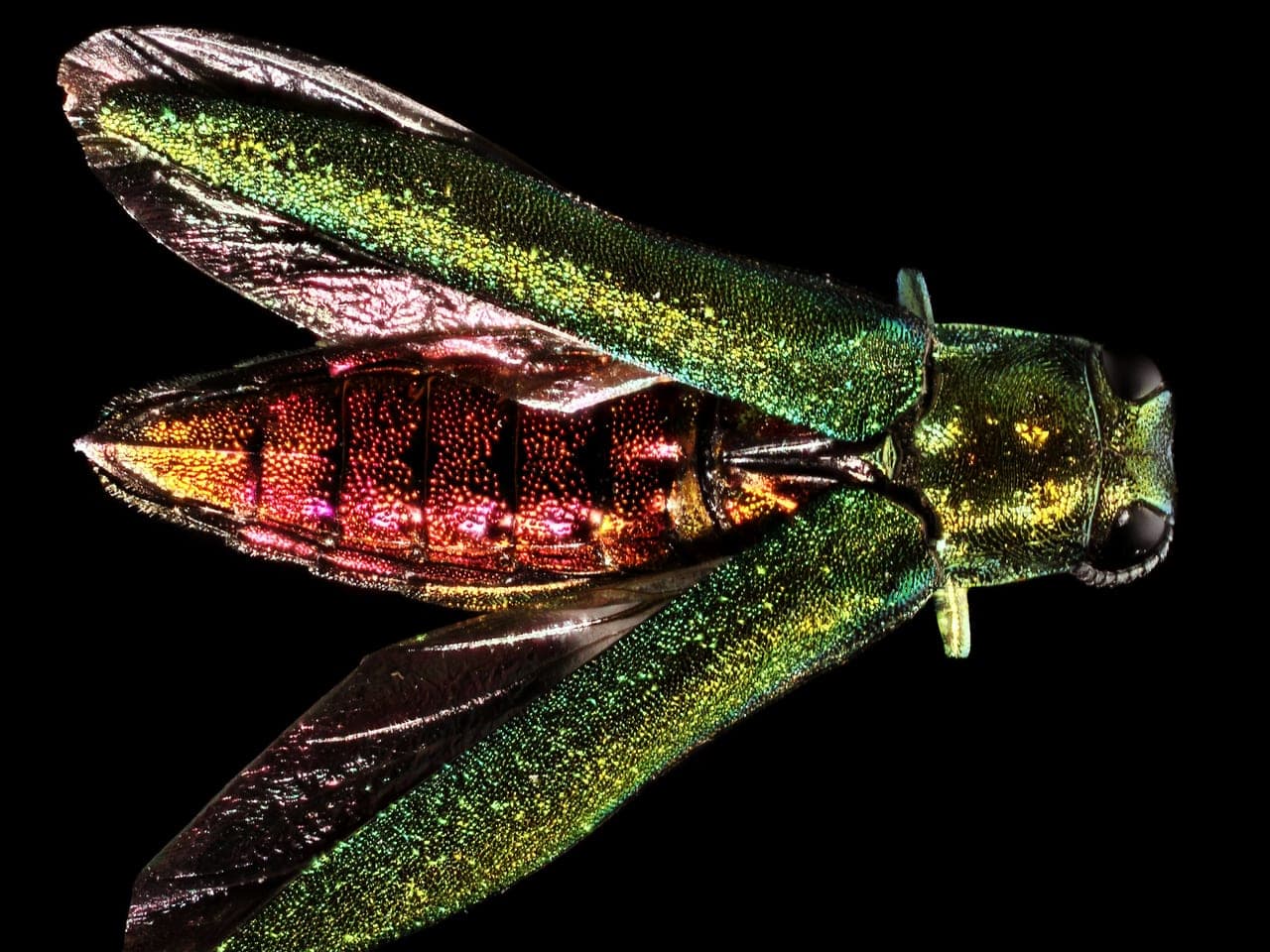 A metallic green beetle with wing covers spread, showing a coppery red abdomen beneath
