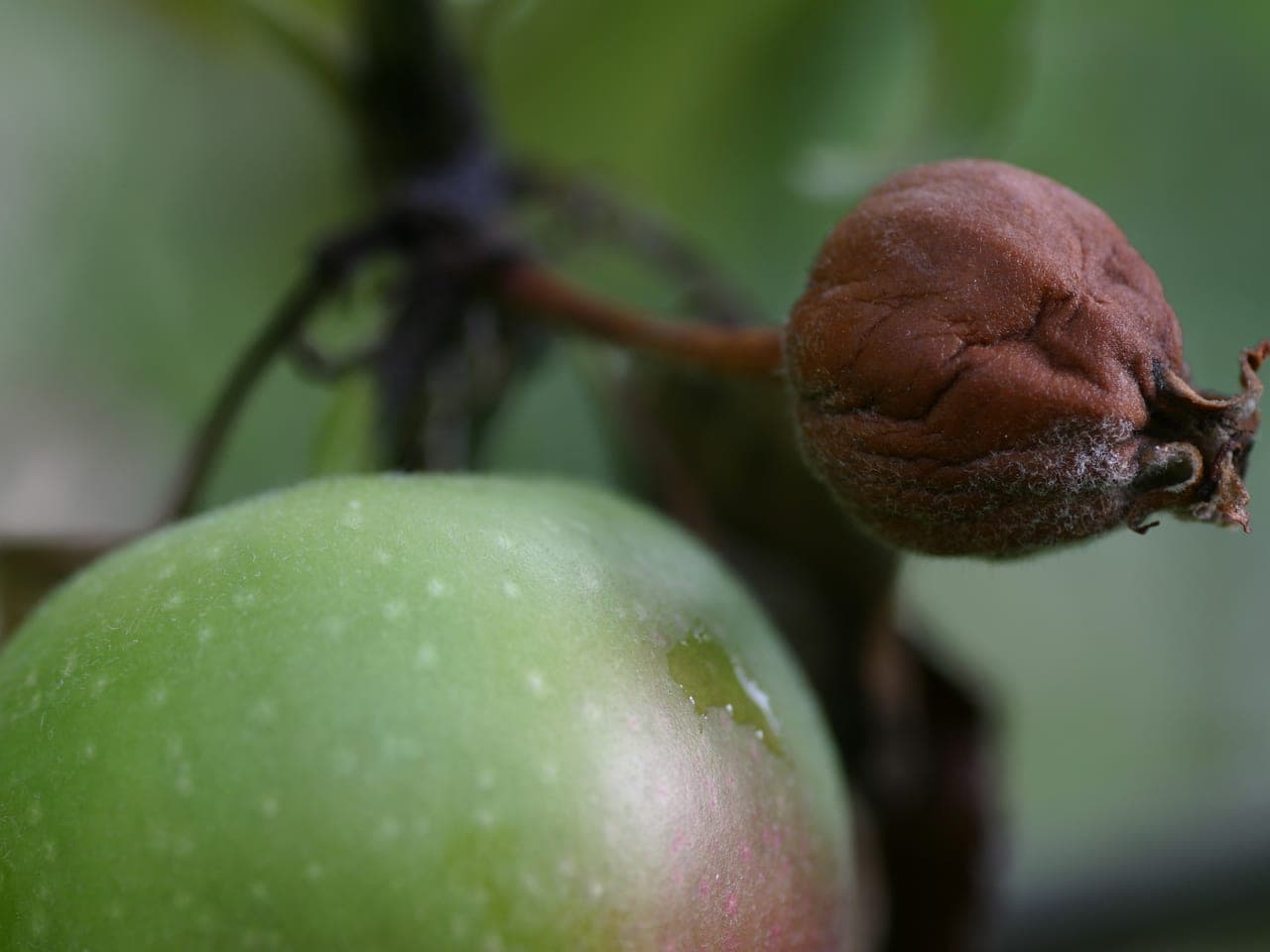 A shrivelled brown blighted apple beside a healthy green one on the same spur