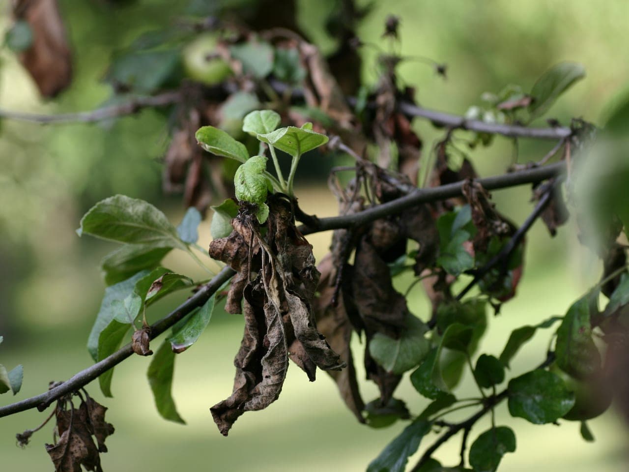 An apple branch hung with blackened shrivelled leaves among healthy green foliage