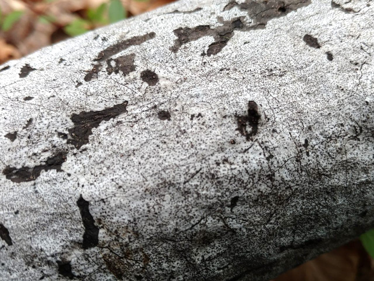 Weathered dark grey and black crusted fungal growth spreading across bare trunk wood