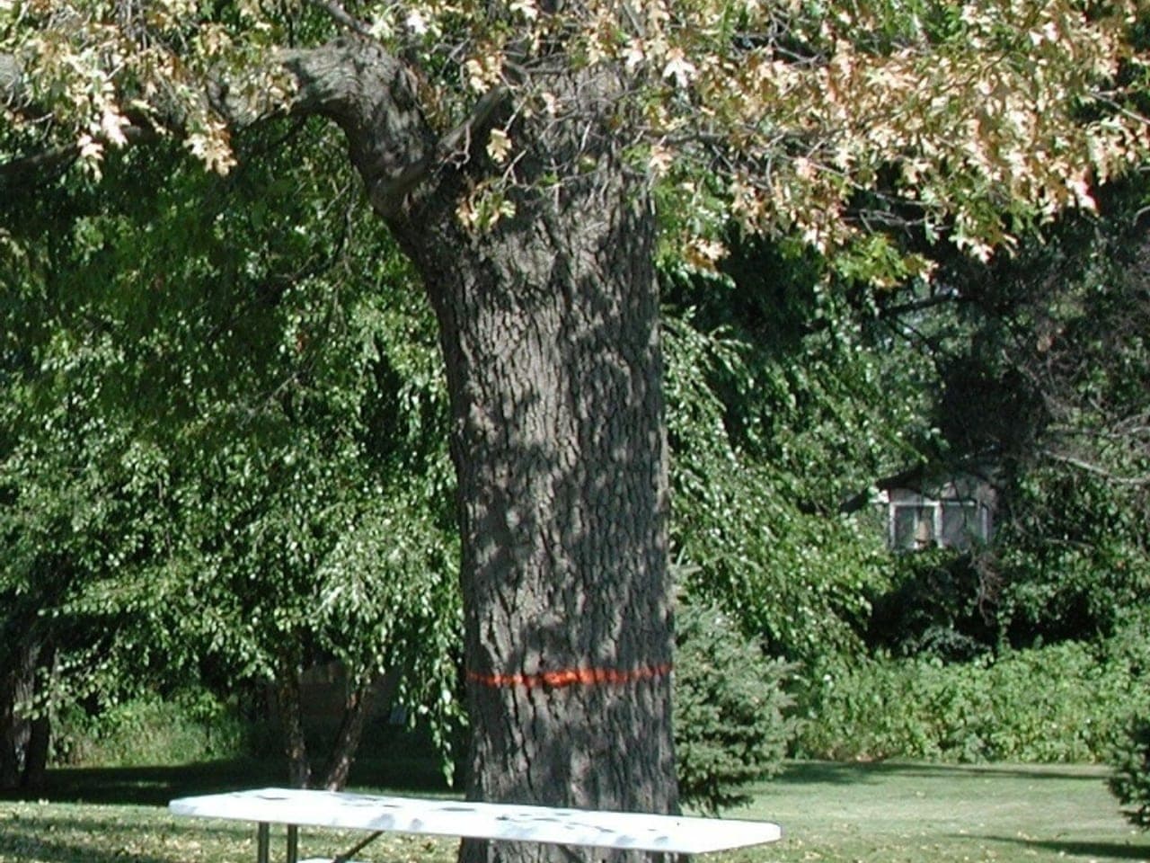 A yard oak marked with an orange survey band, its whole upper canopy browned while surrounding trees stay green