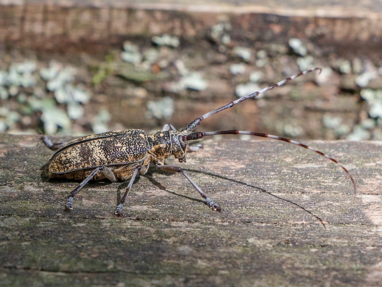 A mottled grey-brown longhorn beetle with very long antennae standing on weathered pine wood