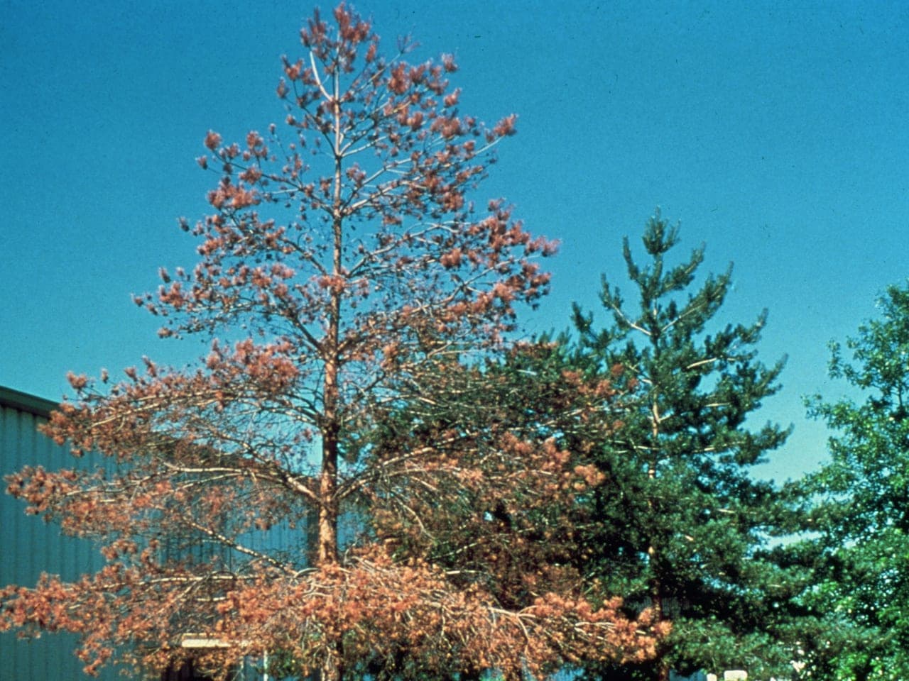 A pine with completely rust-brown needles standing among neighbouring pines that are still green