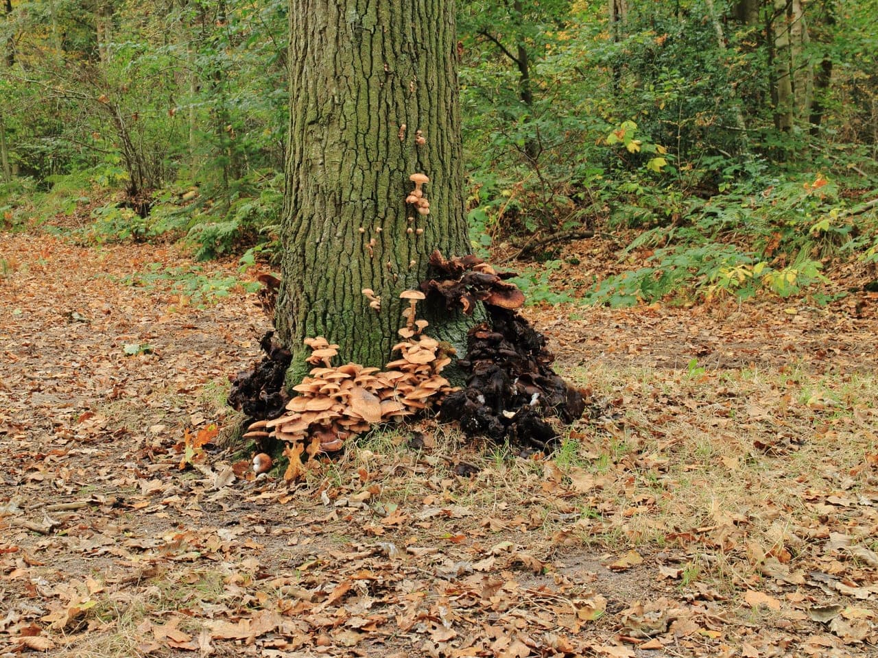 Honey fungus clusters and dark decayed masses ringing the base of a mature oak trunk in woodland
