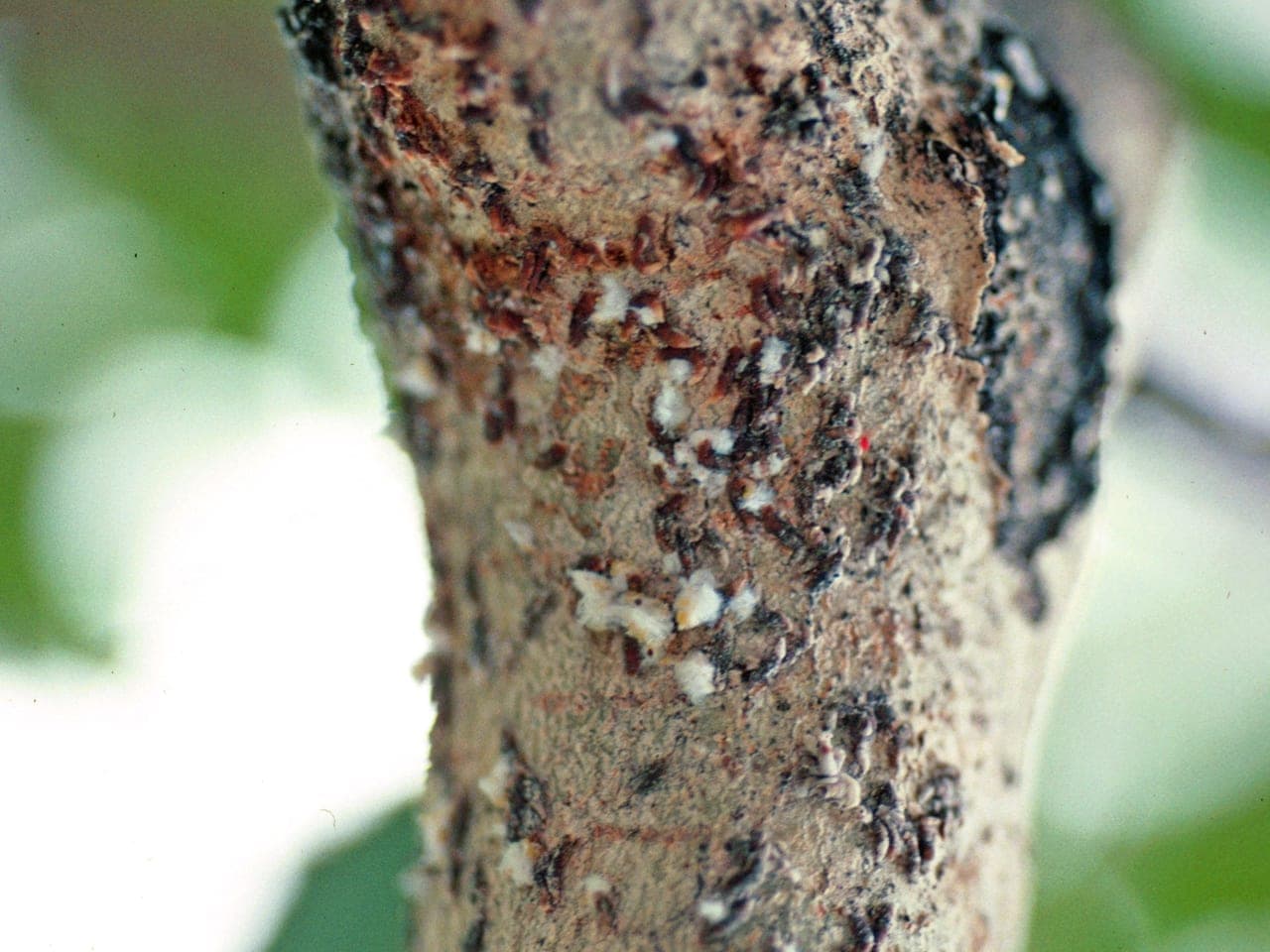 Bark encrusted with small overlapping oystershell-shaped scale covers