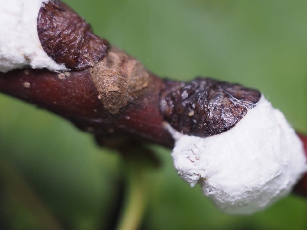 White cottony egg masses bulging from beneath brown scale covers on a dark twig