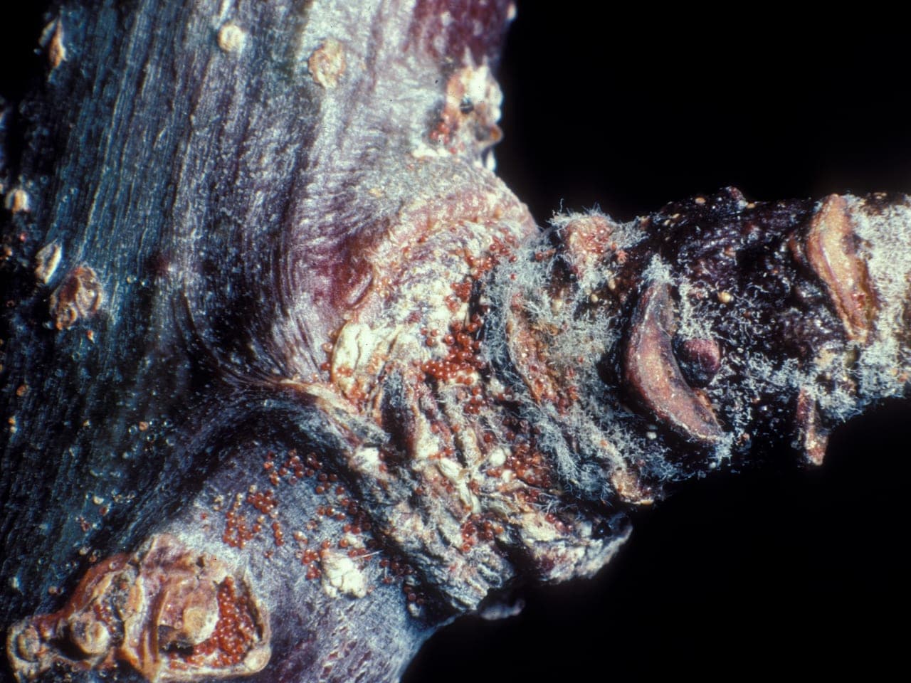 Tiny round red mite eggs clustered along a woody twig