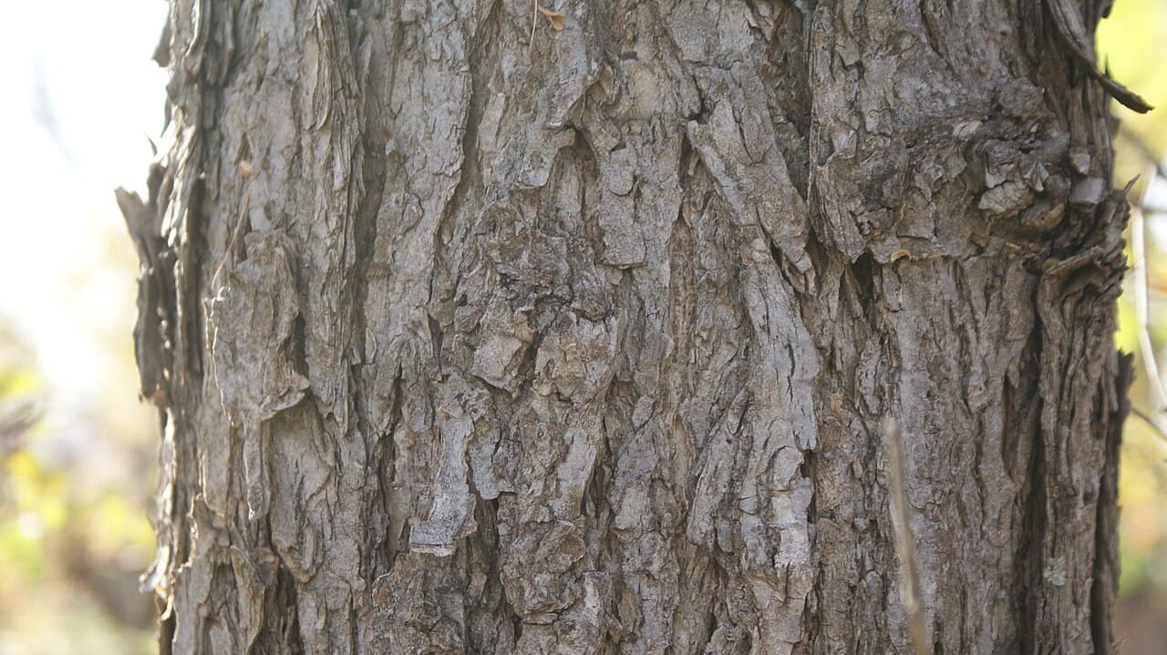 Gray American elm bark in flattened crisscrossing ridges