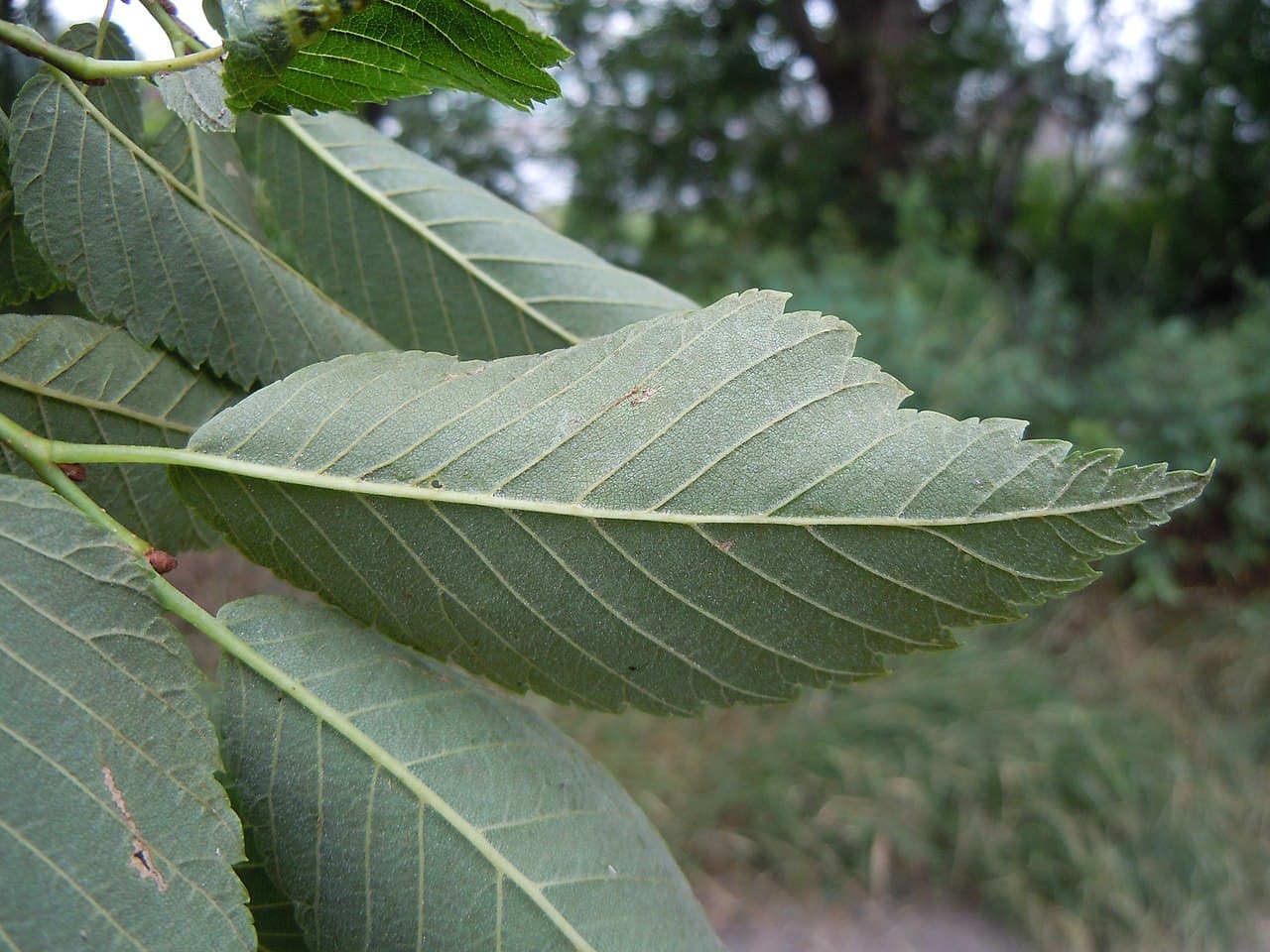 An American elm leaf showing straight parallel veins and a lopsided base
