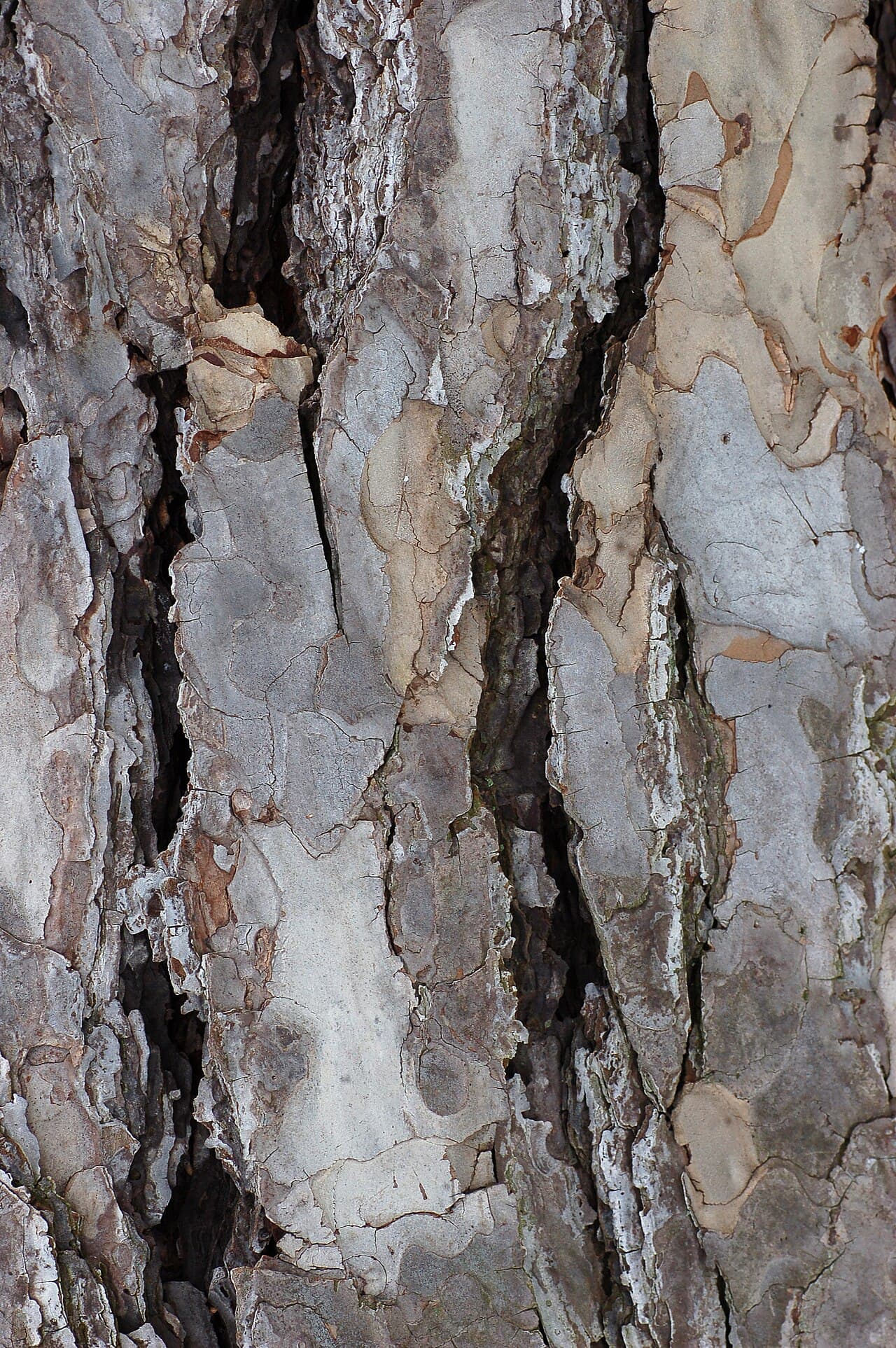 Gray-pink Austrian pine bark broken into irregular plates
