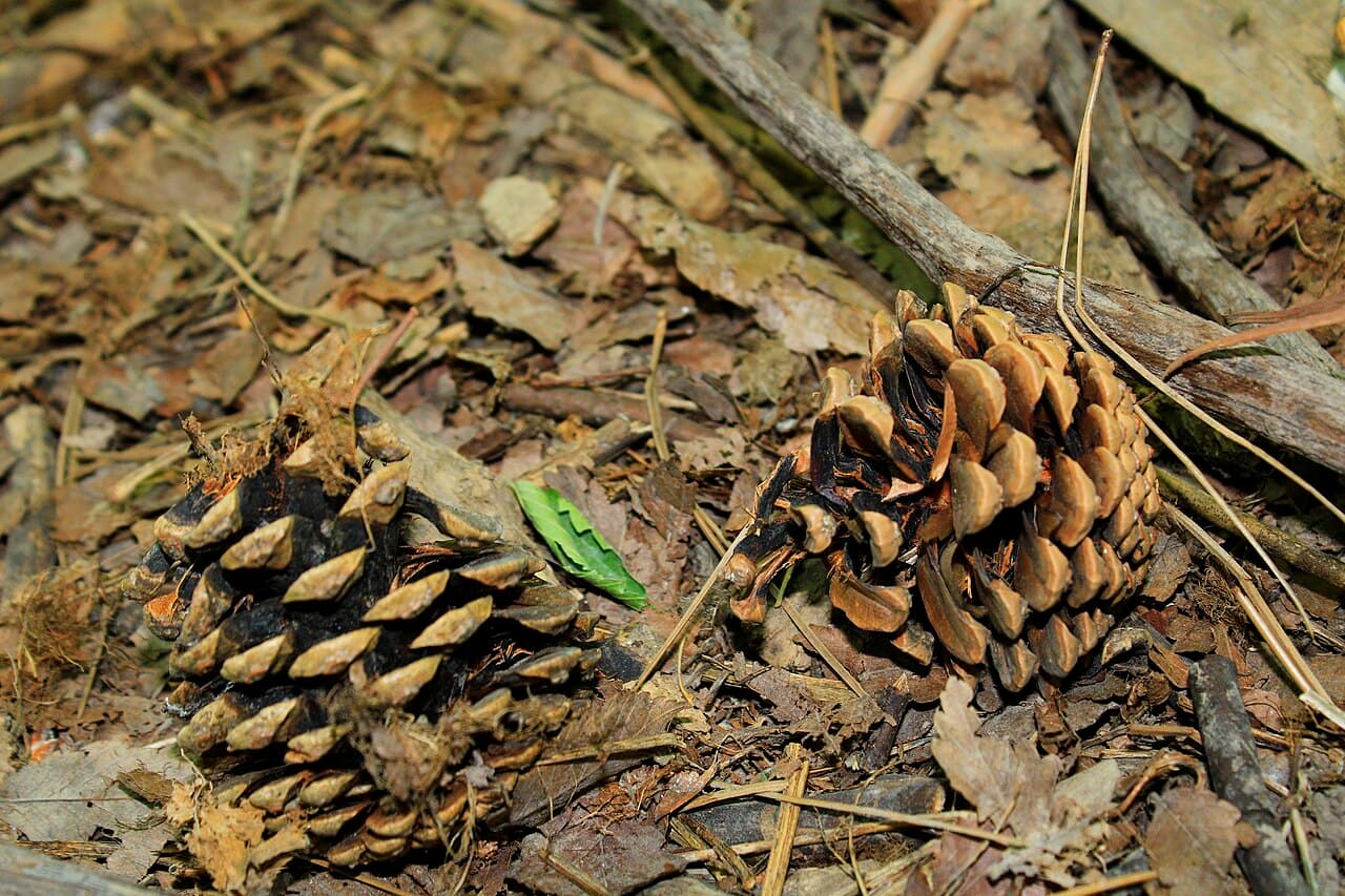 Mature brown Austrian pine cones among fallen needles