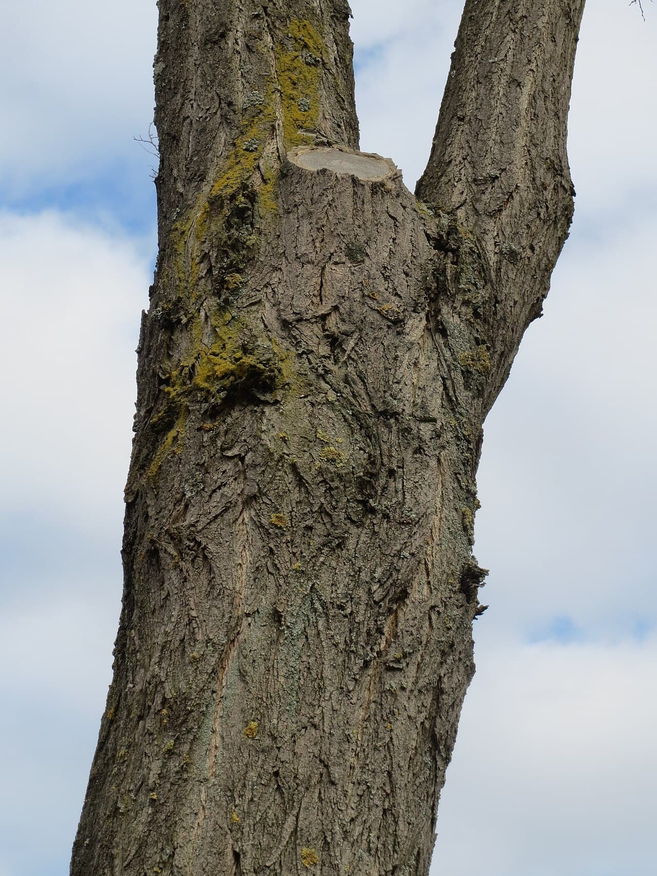 Deeply furrowed black locust bark in interlacing rope-like ridges