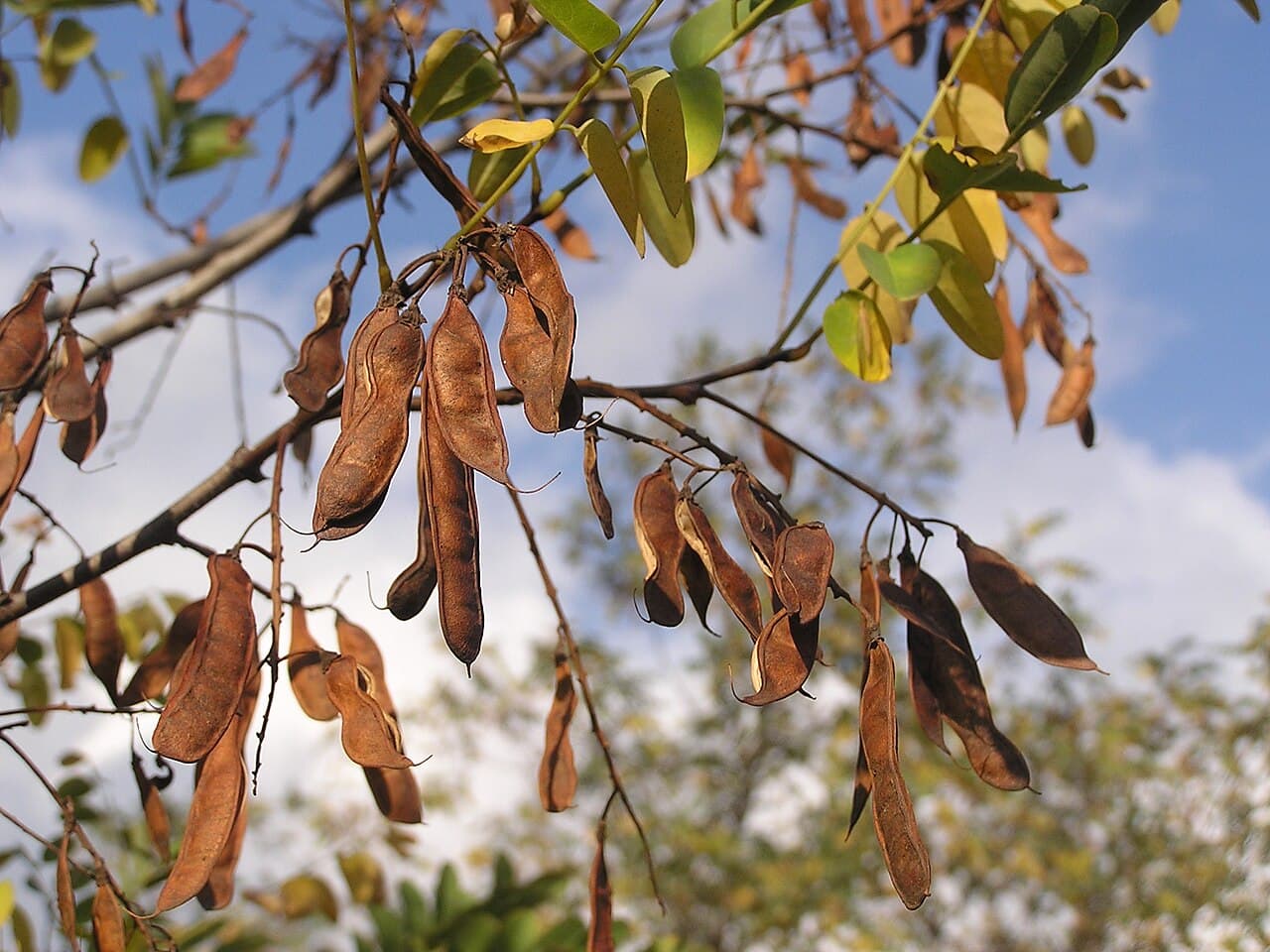 Flat brown black locust seed pods hanging among leaves