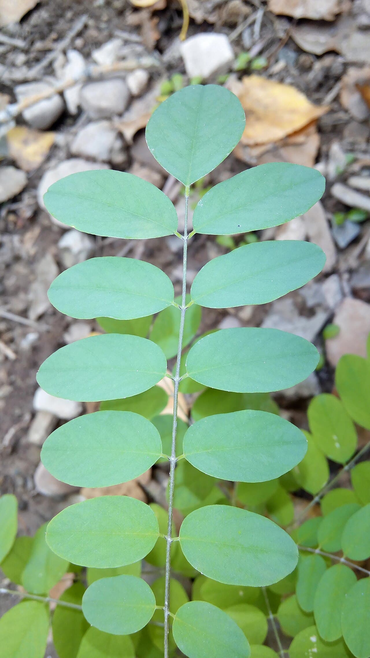 A black locust compound leaf with oval rounded-tip leaflets