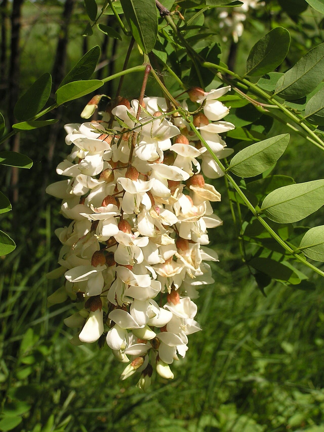 Hanging clusters of fragrant white black locust flowers