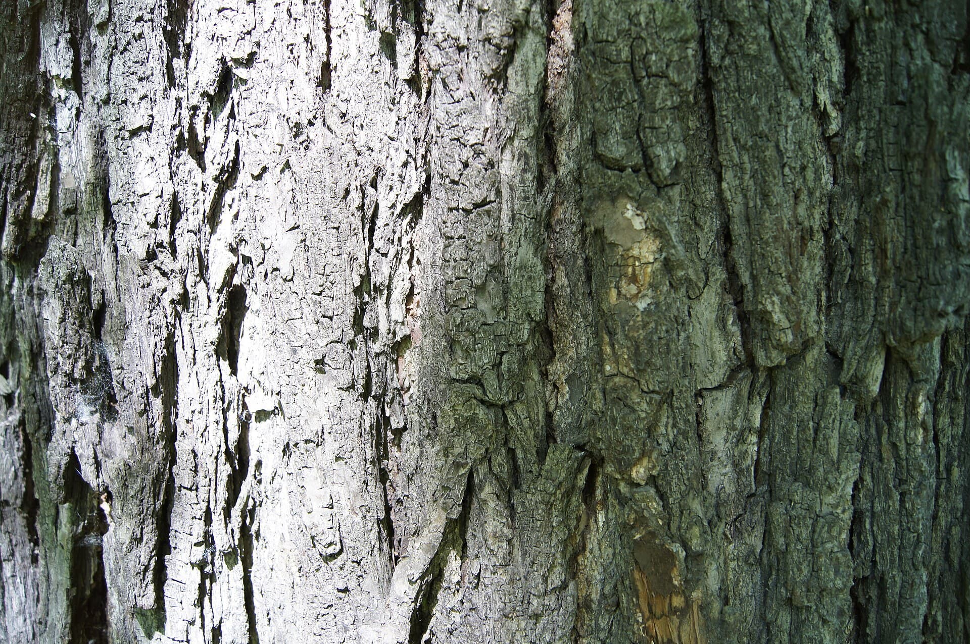 Dark, deeply furrowed black walnut bark forming narrow diamond ridges