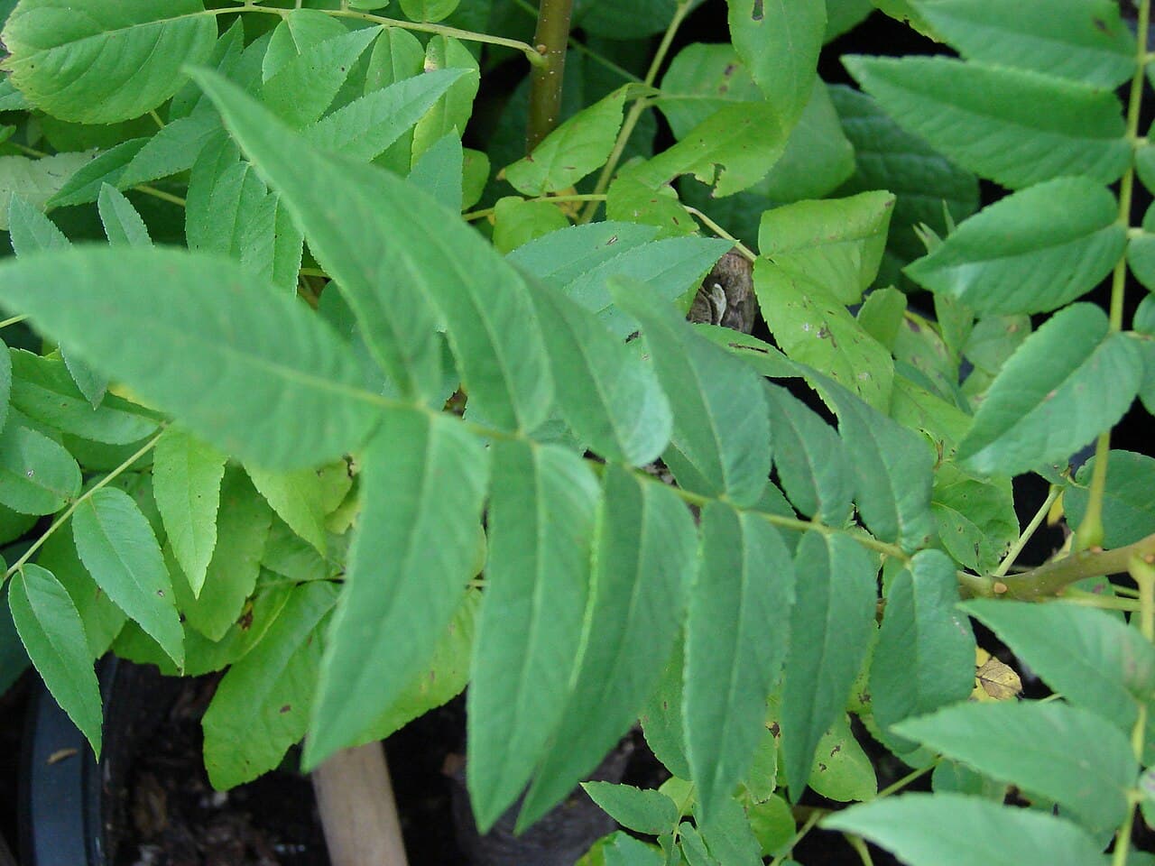 A long black walnut compound leaf with many narrow leaflets