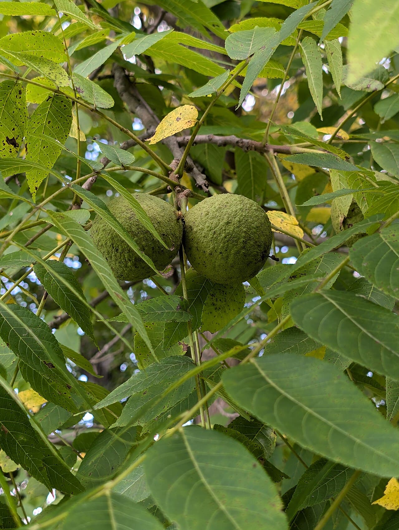Round green-husked black walnuts hanging among long compound leaves