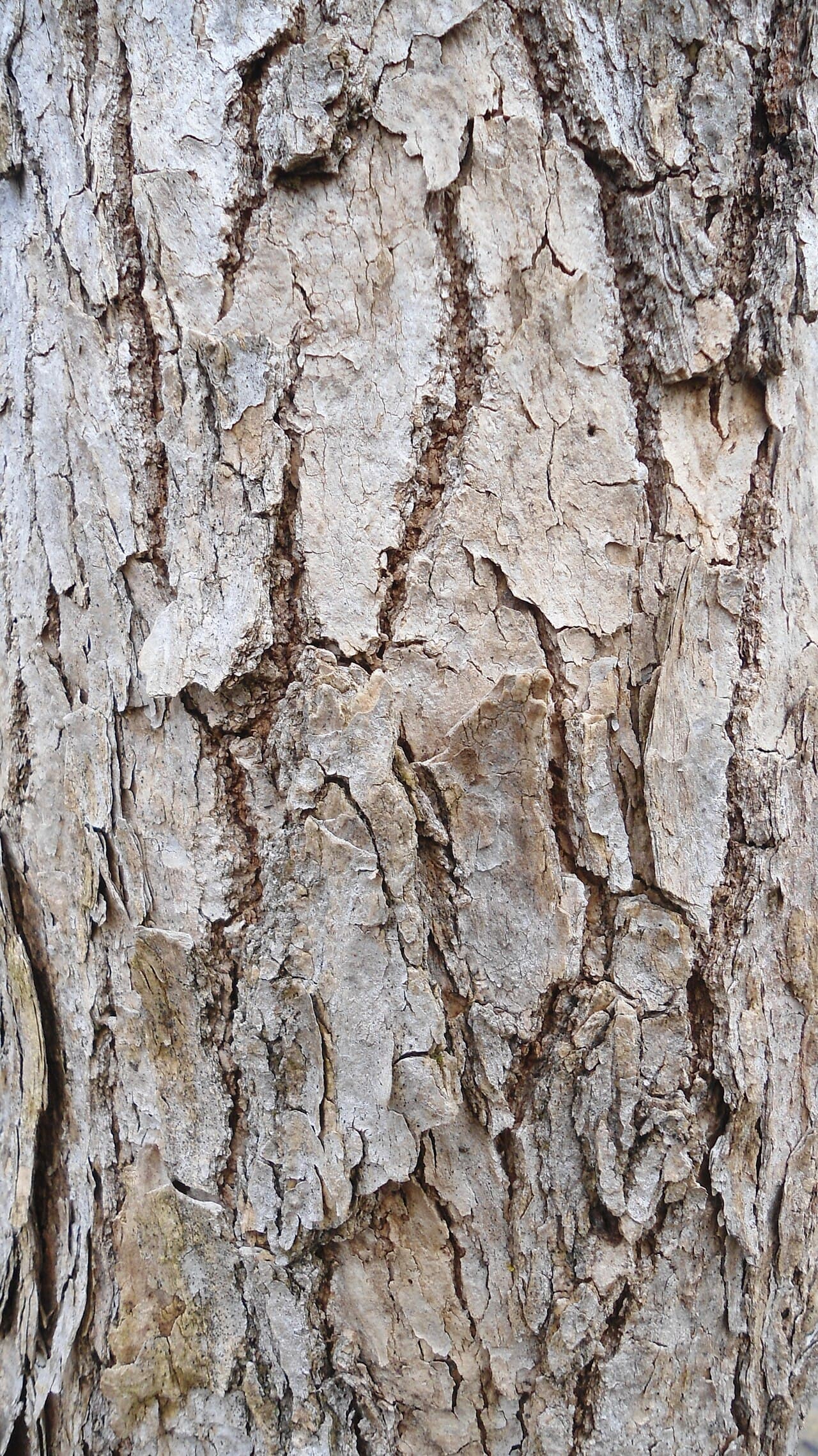 Gray-brown boxelder bark with shallow interlacing ridges