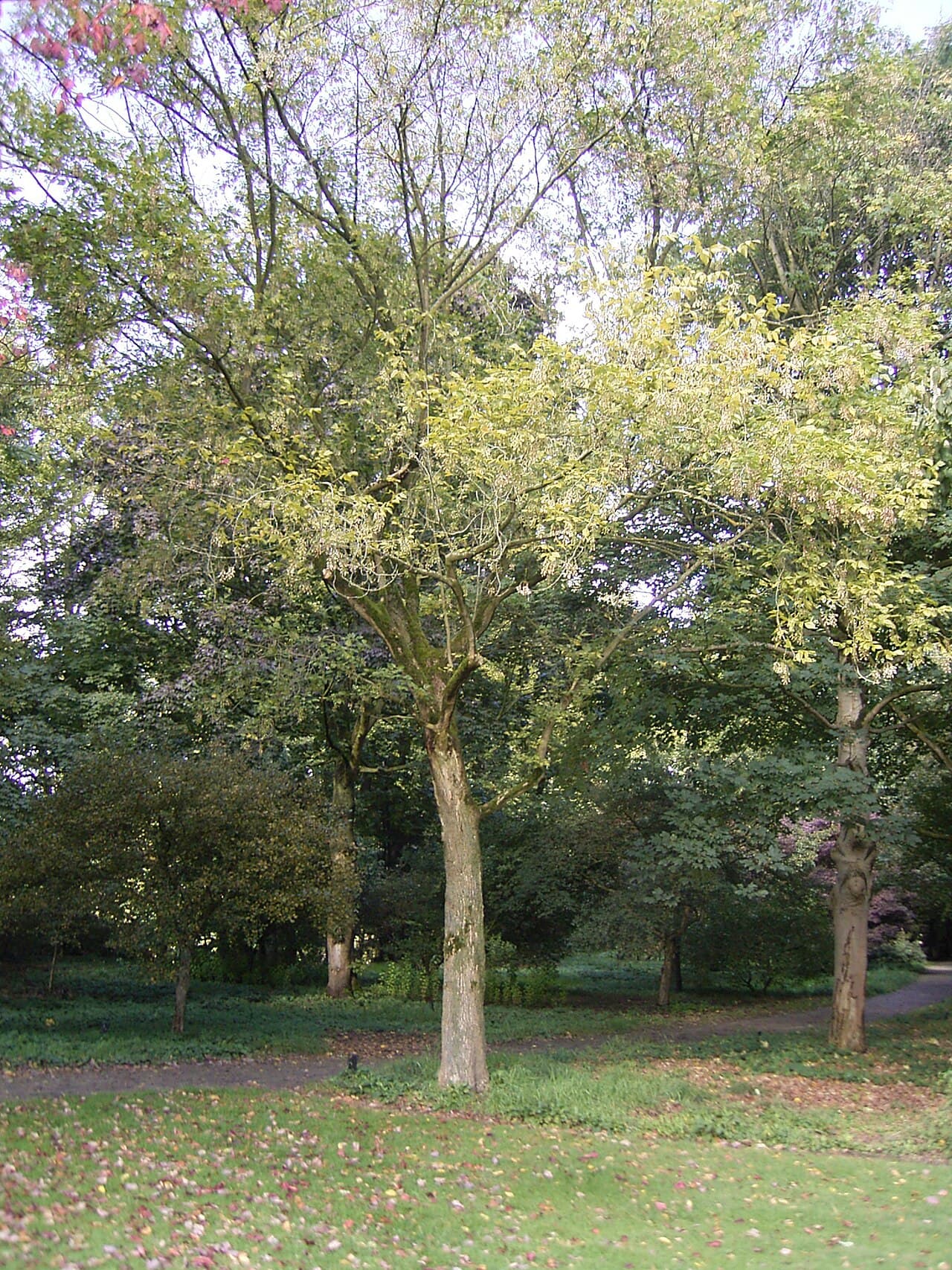 A mature boxelder growing in open parkland