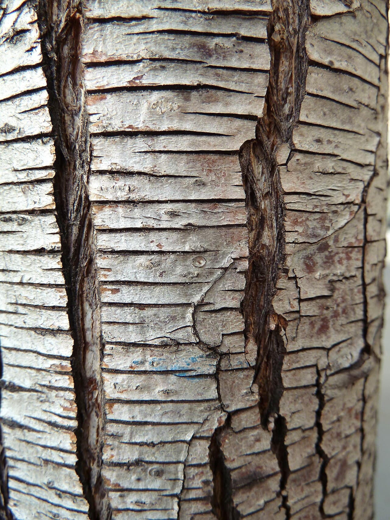 Callery pear bark broken into fine horizontal fissures