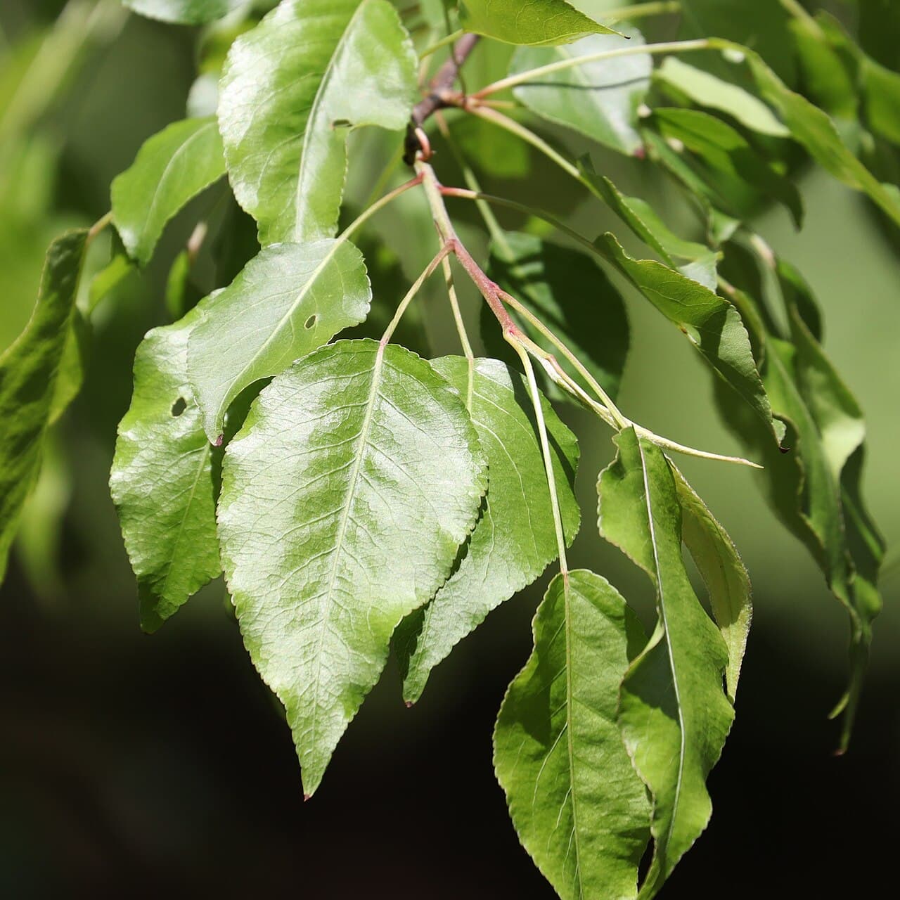 Glossy teardrop-shaped callery pear leaves on a branch