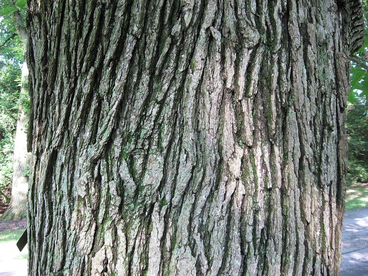 Deeply furrowed gray bur oak bark with thick corky ridges