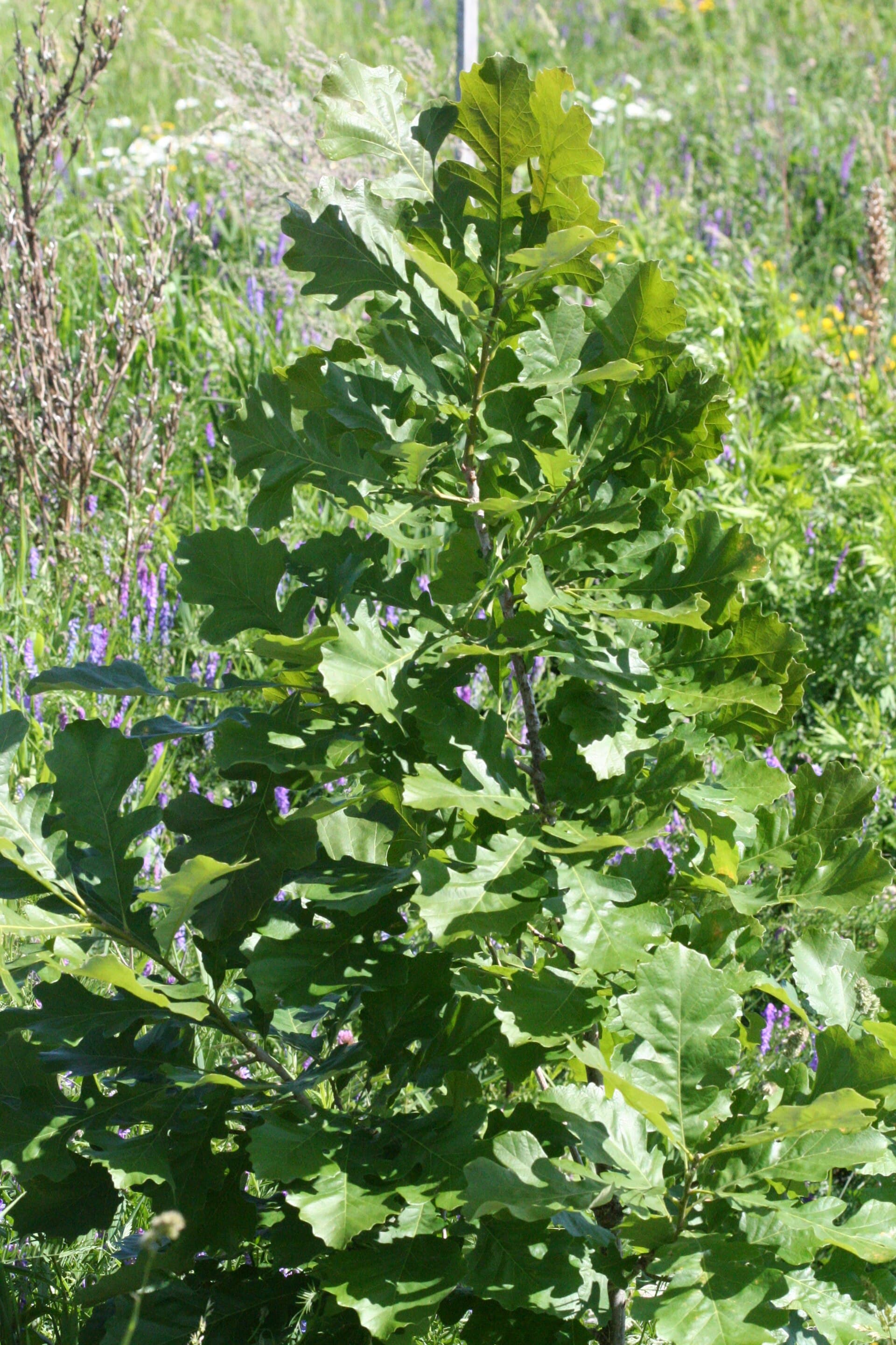 Young bur oak with deeply lobed green leaves growing in a prairie meadow