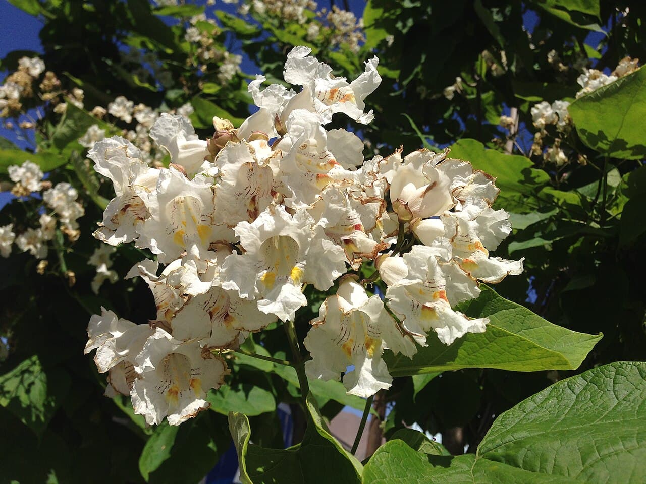 A cluster of white catalpa flowers marked with purple streaks and yellow throats