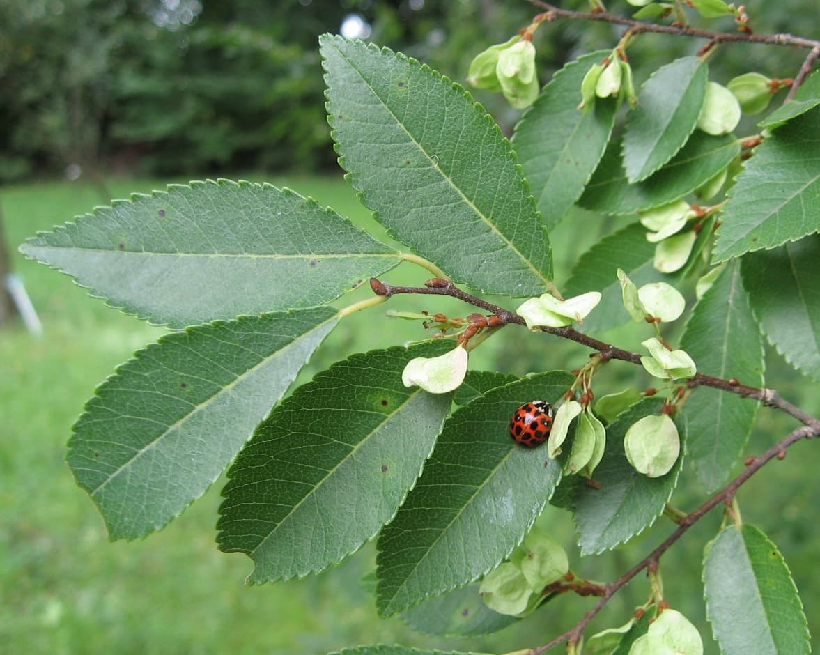 Chinese elm foliage carrying pale papery seed discs