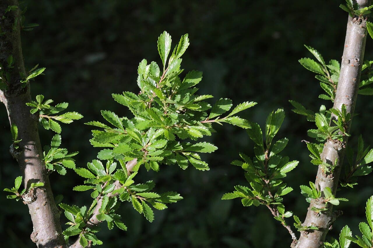 Small glossy single-toothed Chinese elm leaves on fine twigs