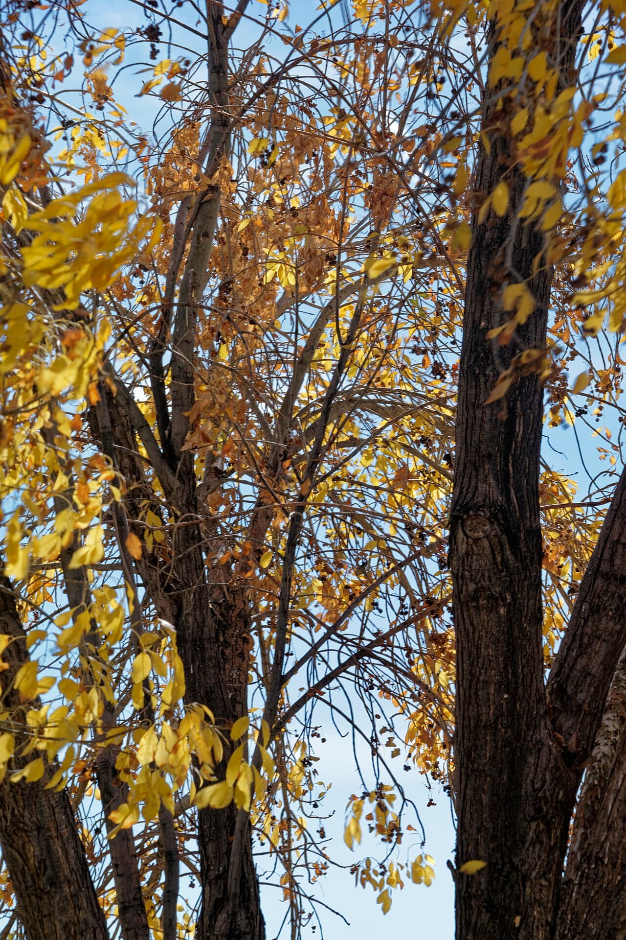 A Chinese elm in autumn with yellow foliage and mottled trunks