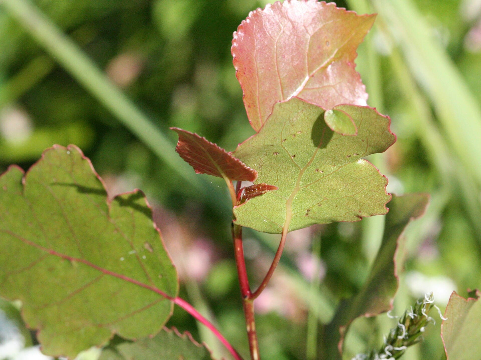 Eastern cottonwood leaves showing their triangular shape with toothed edges