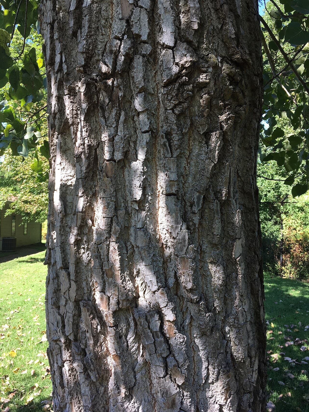 Deeply furrowed gray bark on the trunk of a mature eastern cottonwood