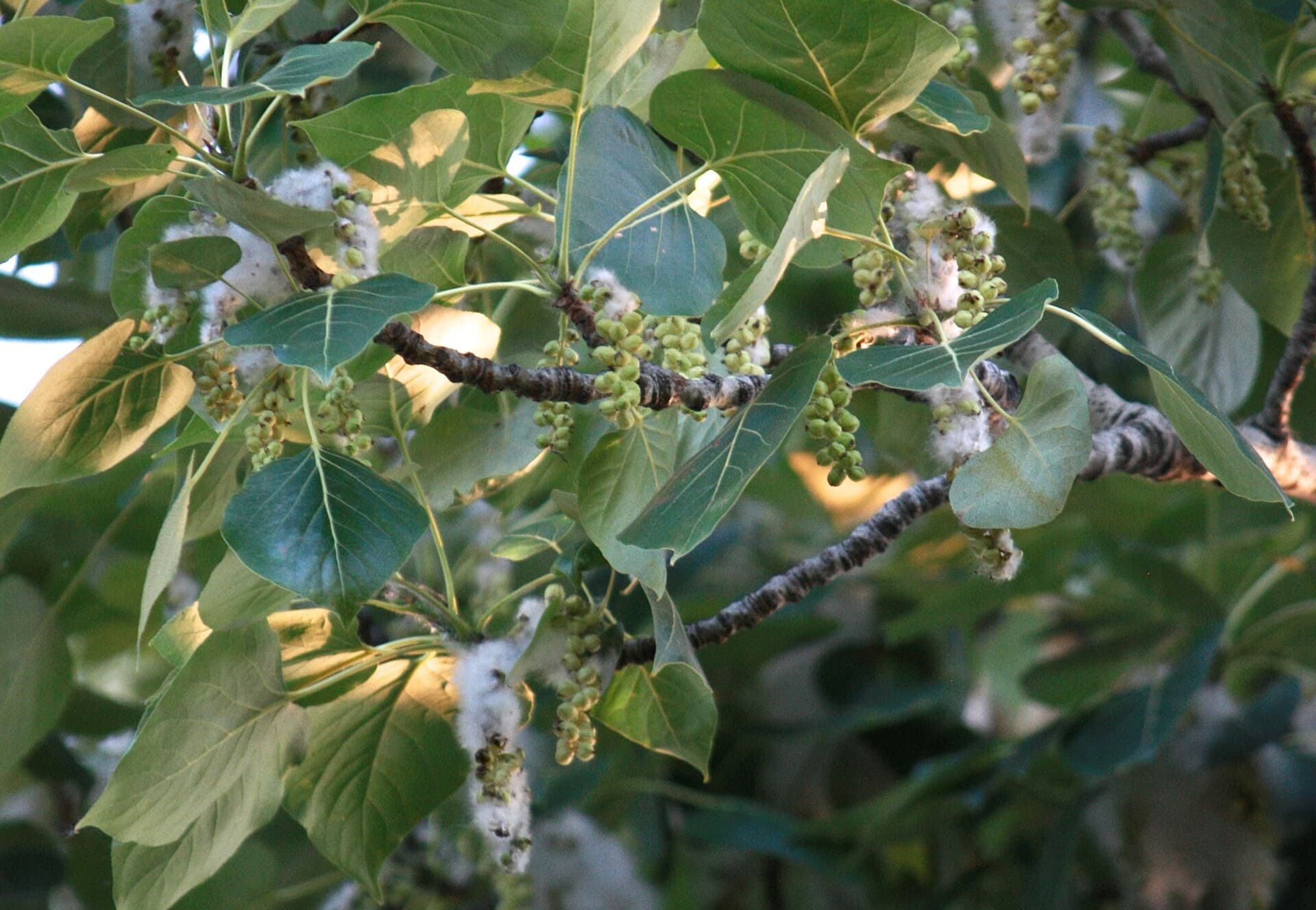 Cottonwood seed capsules splitting open along a branch to release white fluff
