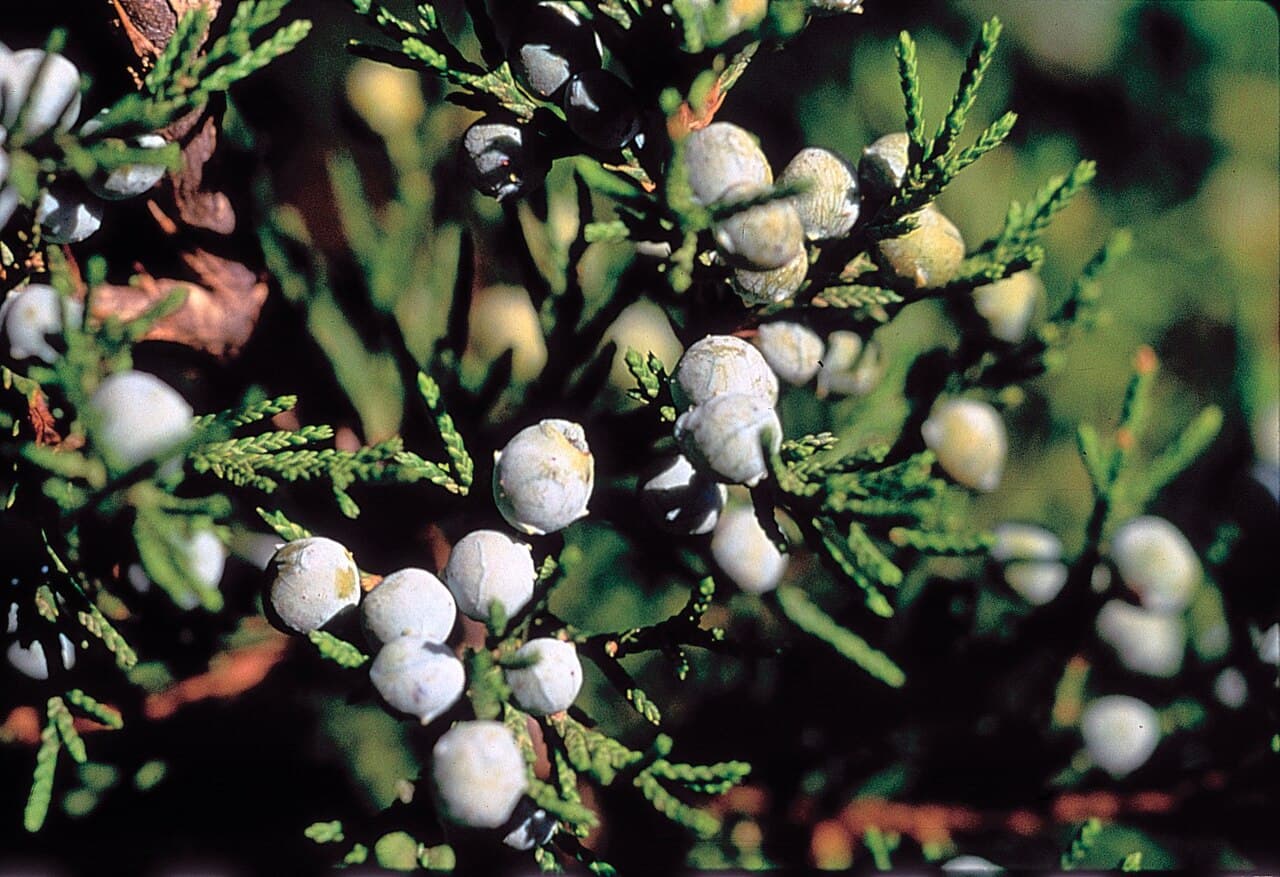 Powder-blue berry-like cones clustered on red cedar foliage